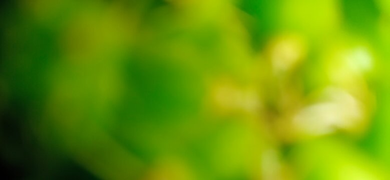 A soft, abstract blur of green and yellow, suggesting nature or light.