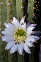 Honeybee and Cactus Flower