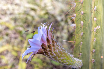 Honeybee and Cactus Flower
