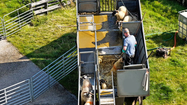 Drone view of sheep dipping using a mobile dipper on trailer