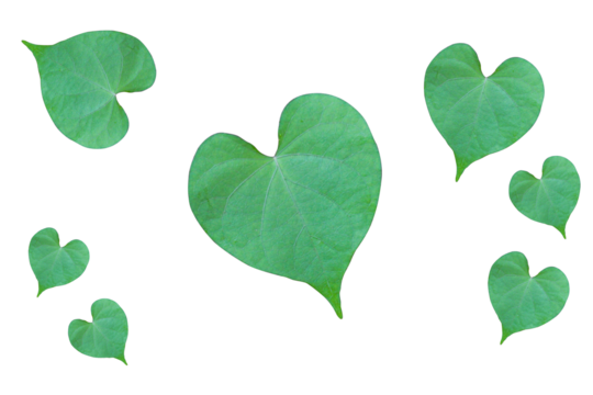 leaves  - Powered by Adobe