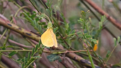 Yellow Sesbania Flower in Nature.