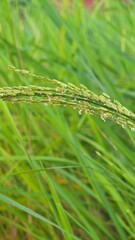 Rice in milk stage. Rice milk.