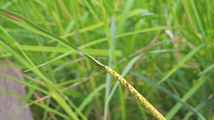 Bug on rice in rice milk phase.