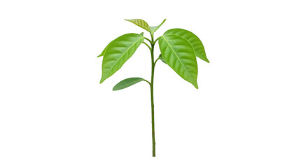 Vibrant Green Young Plant with Fresh Leaves Against a Black Background