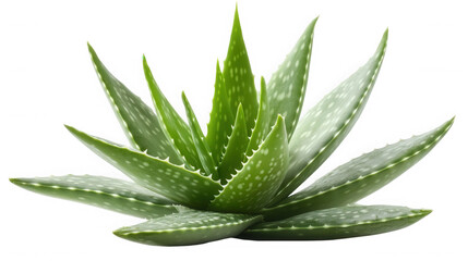 Aloe vera plant isolated on transparent background, a succulent species of aloe