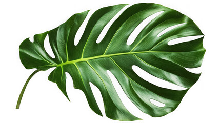 Single monstera leaf isolated on transparent background, a vibrant tropical plant