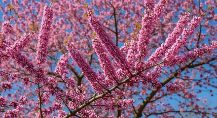 Close up of vibrant pink cherry blossoms on a tree against a clear blue sky.