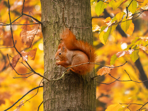 red squirrel or Eurasian red squirrel (Sciurus vulgaris) on tree in autumn forest