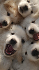 Joyful Furry Friends: Puppes Romping and Frolicking n Playful Harmony, Spreadig Happiness and Laughter wth Their Adorable Antics ad Boundless Energy