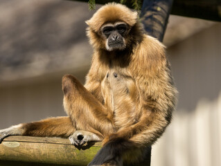 Gibbon à favoris roux