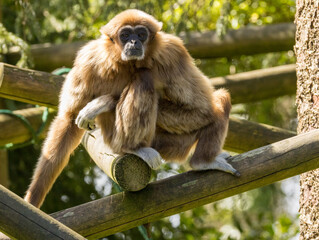 Gibbon à favoris roux