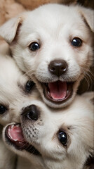 Joyful Furry Friends: Puppes Romping and Frolicking n Playful Harmony, Spreadig Happiness and Laughter wth Their Adorable Antics ad Boundless Energy