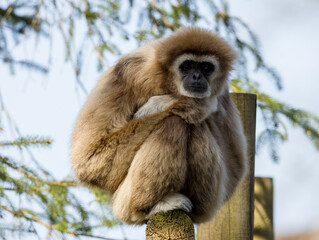 Gibbon à favoris roux