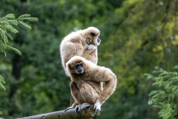 Gibbon à favoris roux