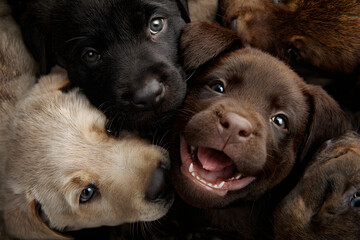 Joyful Furry Friends: Puppes Romping and Frolicking n Playful Harmony, Spreadig Happiness and Laughter wth Their Adorable Antics ad Boundless Energy