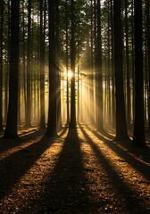 Sunlight beams through tall trees in a dense forest creating long shadows on the ground.