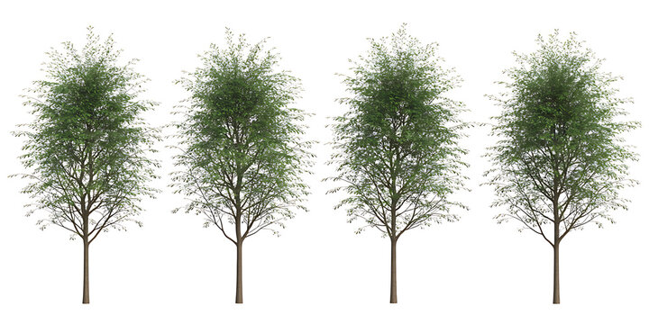 Four identical green trees with detailed branches and leaves, isolated on a white background