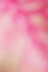 Pink background image, blurred image, suitable for making a beautiful, natural background image.