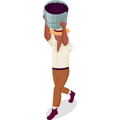 Farmer Carrying Bucket Full Of Grapes With Straw Hat And White Shirt In A Sunny Day Isometric View