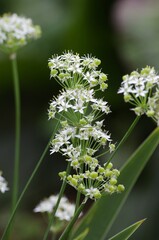 Blooms of chinese chive [Allium tuberosum]: a perennial plant belonging to the genus Allium.