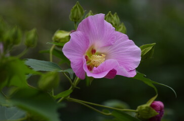 Kusa fuyou (Rose mallow) [Hibiscus moscheutos L.];  a perennial plant of the genus Hibiscus in the Malvaceae family