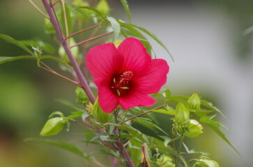 Tachiaoi, (hollyhock) , [Alcea rosea], perennial herb of the mallow family