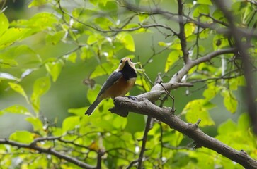 Yamagara, (varied tit), [Sittiparus varius]:  a bird classified under the family Paridae within. 