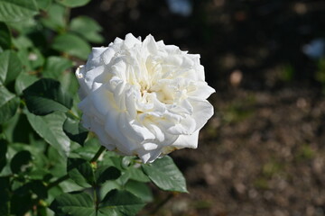 white rose flower