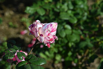 pink rose