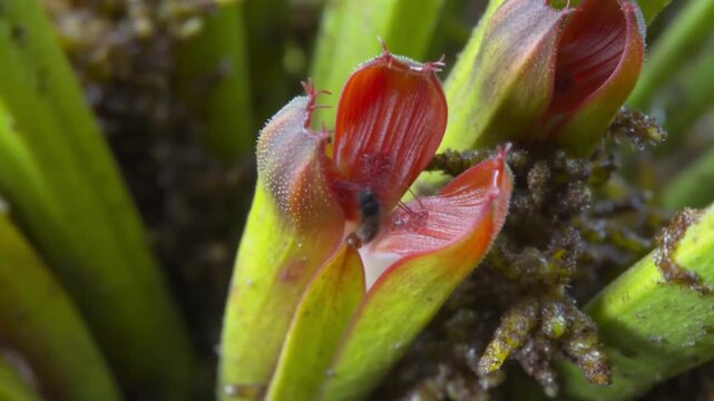 A unique close-up shot of a delicate flower with vibrant red petals and green leaves. The flower's petals and leaves display intricate details and textures. Stock Video