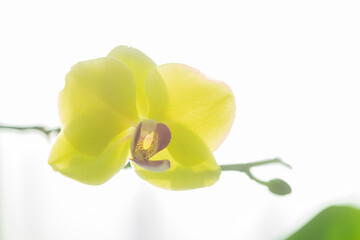 A delicate yellow orchid glows softly in bright light