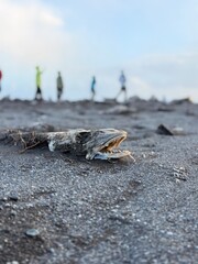 A dead fish lies on the icy black sands of Diamond Beach, surrounded by glistening ice fragments. The stark contrast between life and frozen beauty reflects nature’s fragility and silent power.