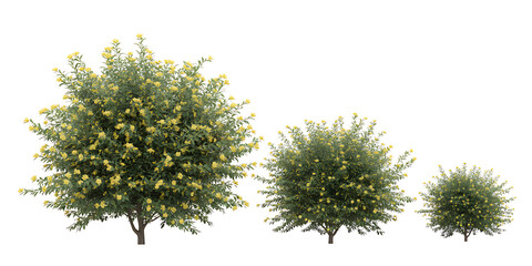 Three flowering bushes of varying sizes isolated on white background