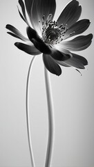 black and white flower