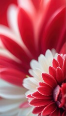 close up of red flower