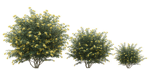 Three flowering bushes of varying sizes with yellow blossoms on a white background