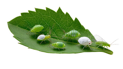 Aphids on Leaf: A close-up view reveals a cluster of aphids feeding on a vibrant green leaf, showcasing the intricate details of nature's small inhabitants. 