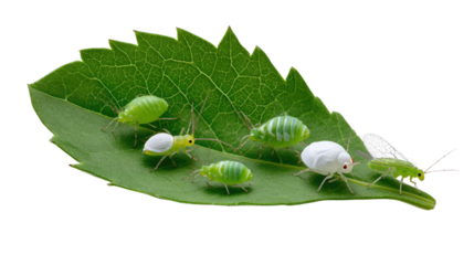 Aphids on Leaf: A close-up view reveals a cluster of aphids feeding on a vibrant green leaf, showcasing the intricate details of nature's small inhabitants. 