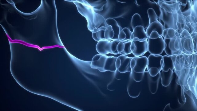 Animated XRay View of Human Mandible with Highlighted Mental Foramen Region