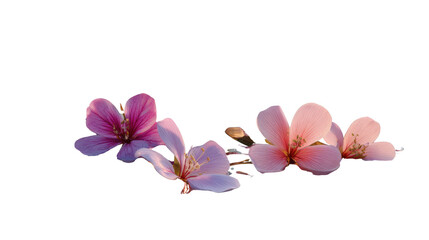 Blooming Beauty: Close-up of delicate flowers in full bloom, revealing intricate petal details and soft color gradients, perfect for conveying beauty and natural elegance.