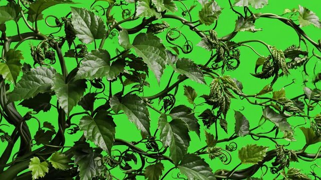 Spreading ivy leaves on wooden surface with slowly growing vines spreading on effect green screen organic patterns style featuring