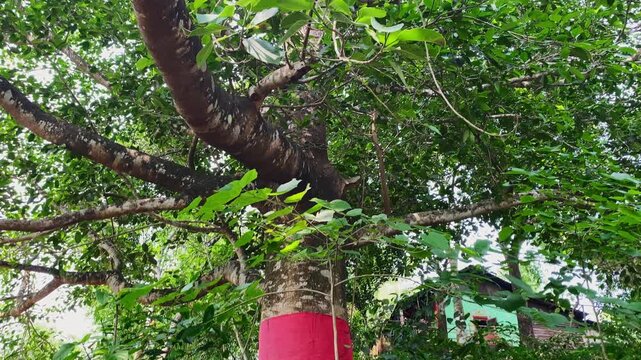 A big banyan tree worshiped as temple in Bangladesh.Tilt up shot.