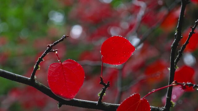 Close up view of red leaves from a Katsura tree with droplets , also known as a caramel tree or candyfloss tree.