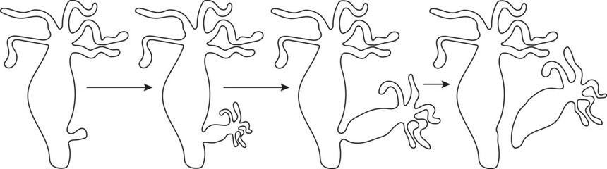Hydra