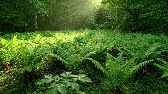 Macro perspective of morning dew drops clinging to the delicate leaflets of a fern, reflecting the surrounding verdant environment in exquisite detail.