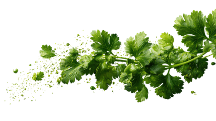 Fresh cilantro sprig on white background. Delicate green herb leaves used in cooking for flavor and garnish