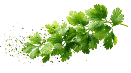 Fresh cilantro sprig on white background. Delicate green herb leaves used in cooking for flavor and garnish