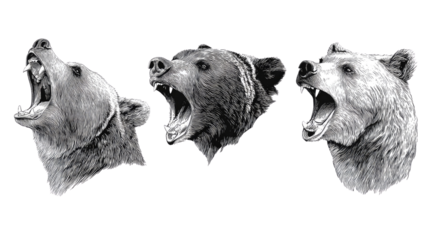 Roaring Grizzly Trio: An intense monochrome portrayal of three ferocious grizzly bears, captured in mid-roar, showcasing their raw power and untamed nature. 