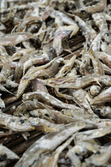Small salted fish being dried in a field near a fishing village settlement, photographed in close up